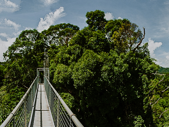 Ulu Temburong National Park Canopy Walk (Day Trip)